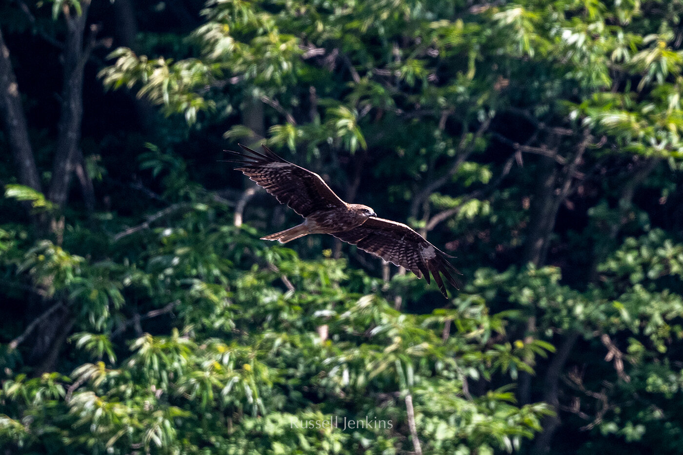 Black-eared Kite