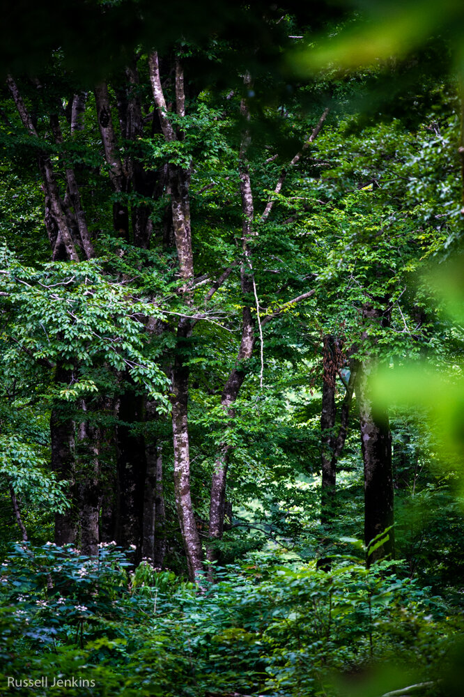 Thick lush green in a  gentle breeze outside the hot, humid city.