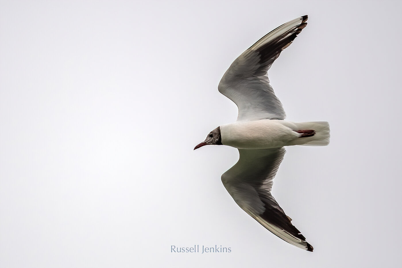 Black-headed Gull