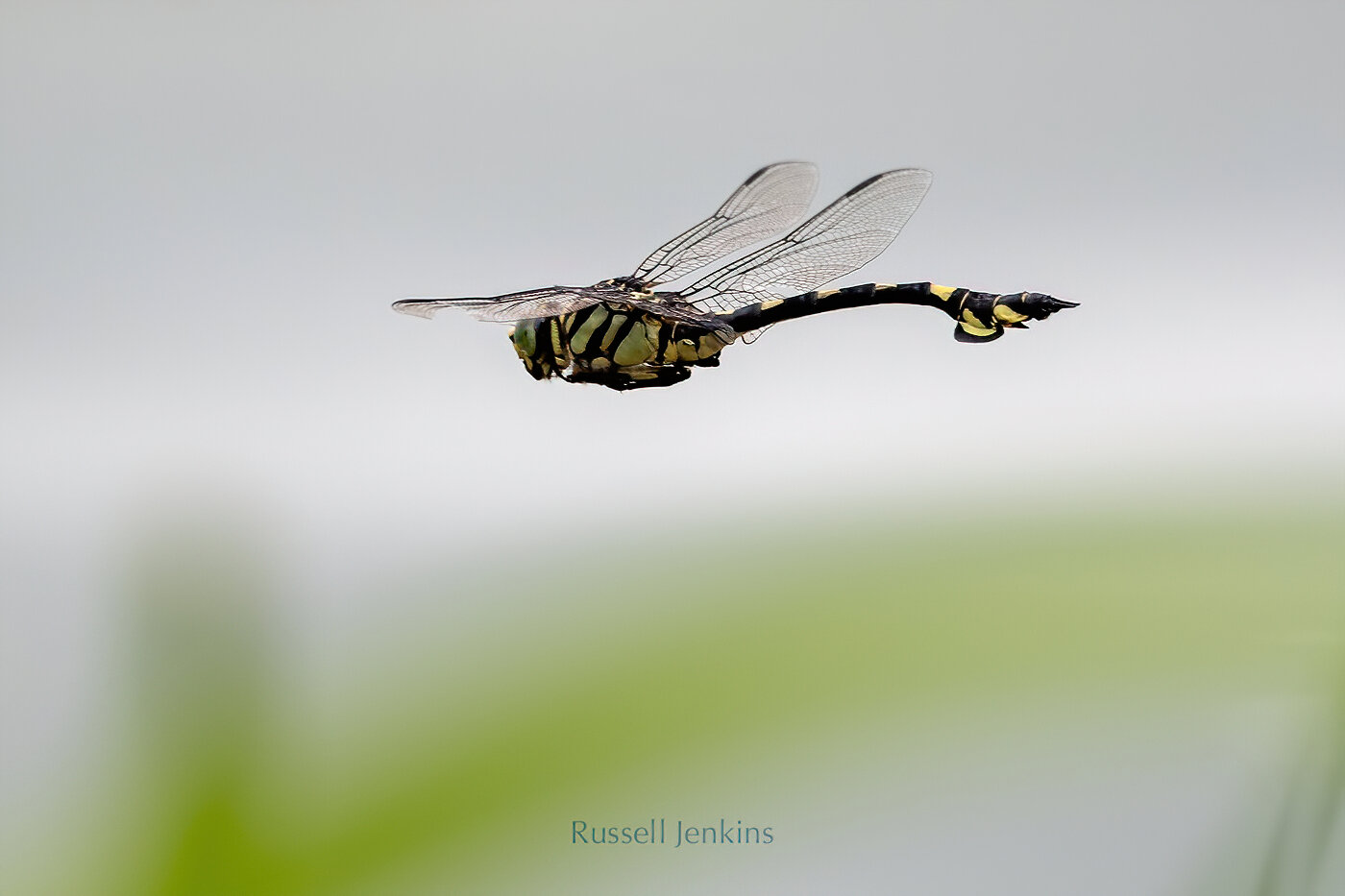 Golden Flangetail at Sakata, Niigata