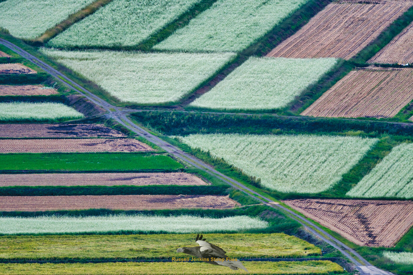 Soba and Rice Fields below