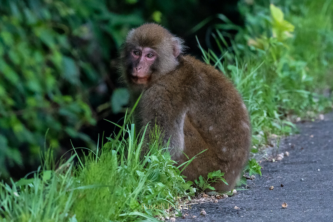 Japanese Macaque