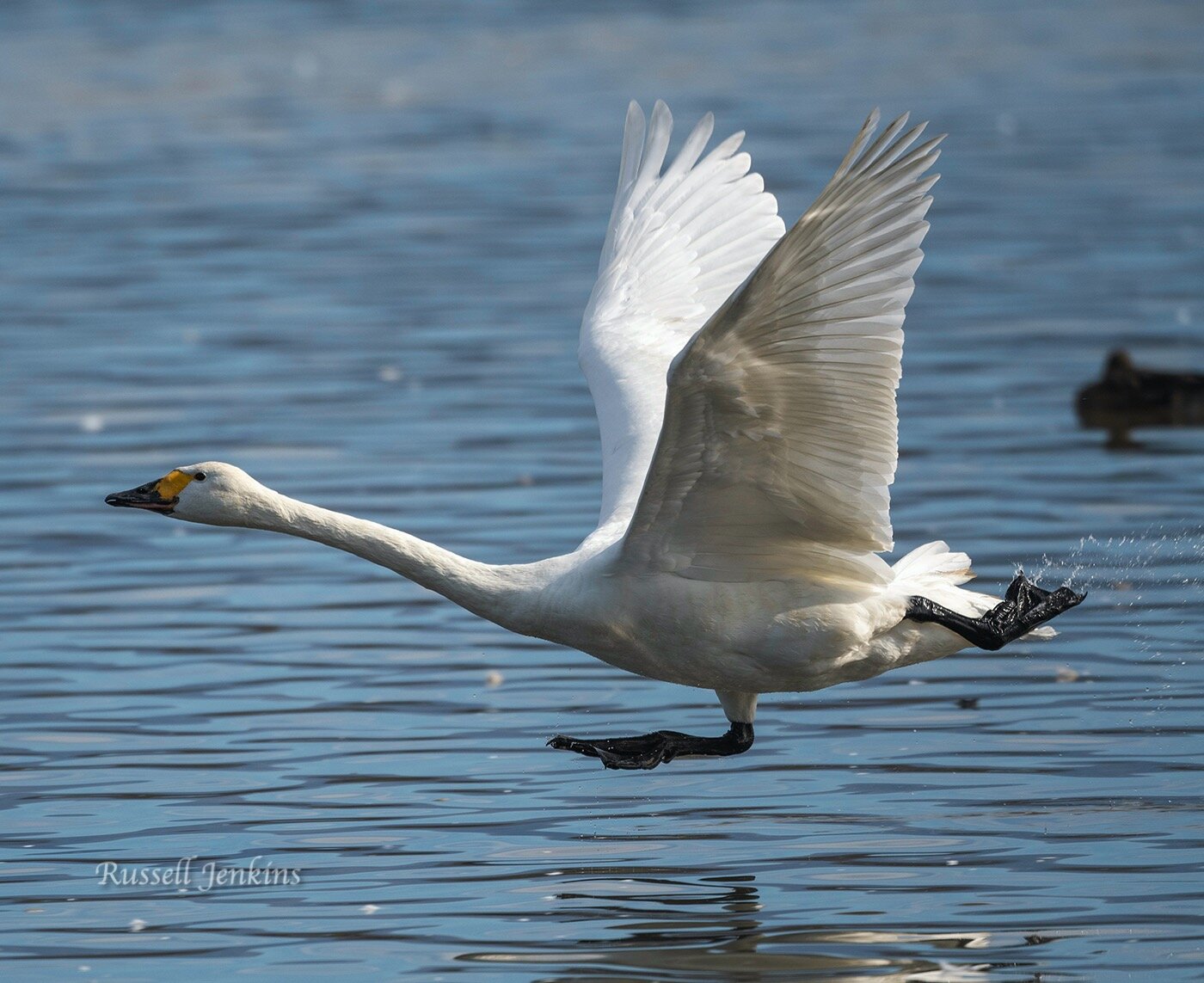 Bewick's Swan