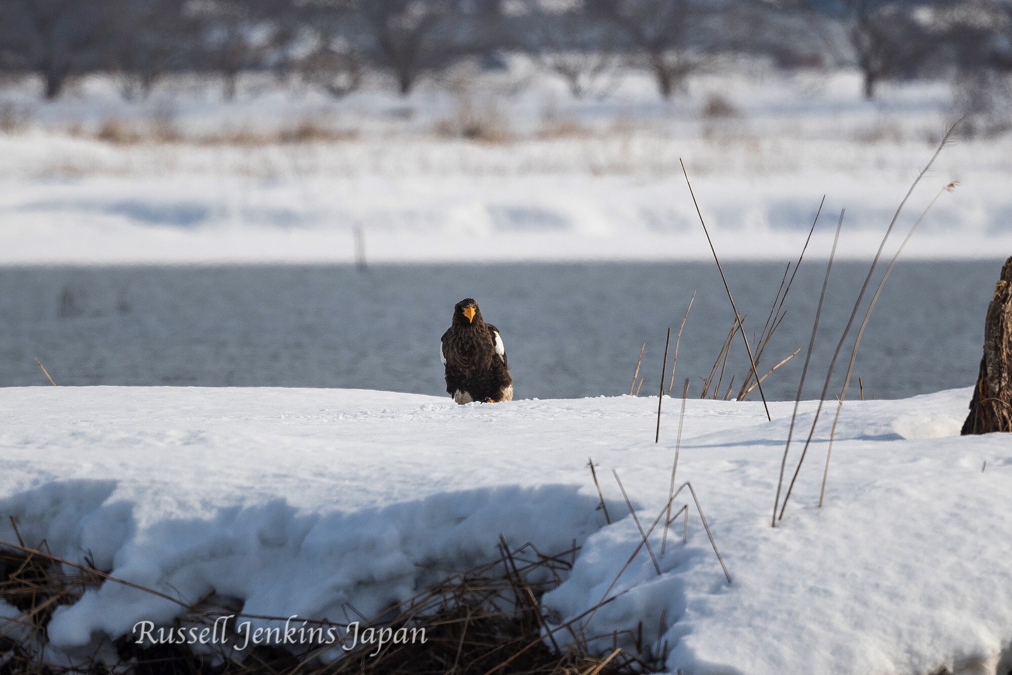 17 Steller Sunday.jpg