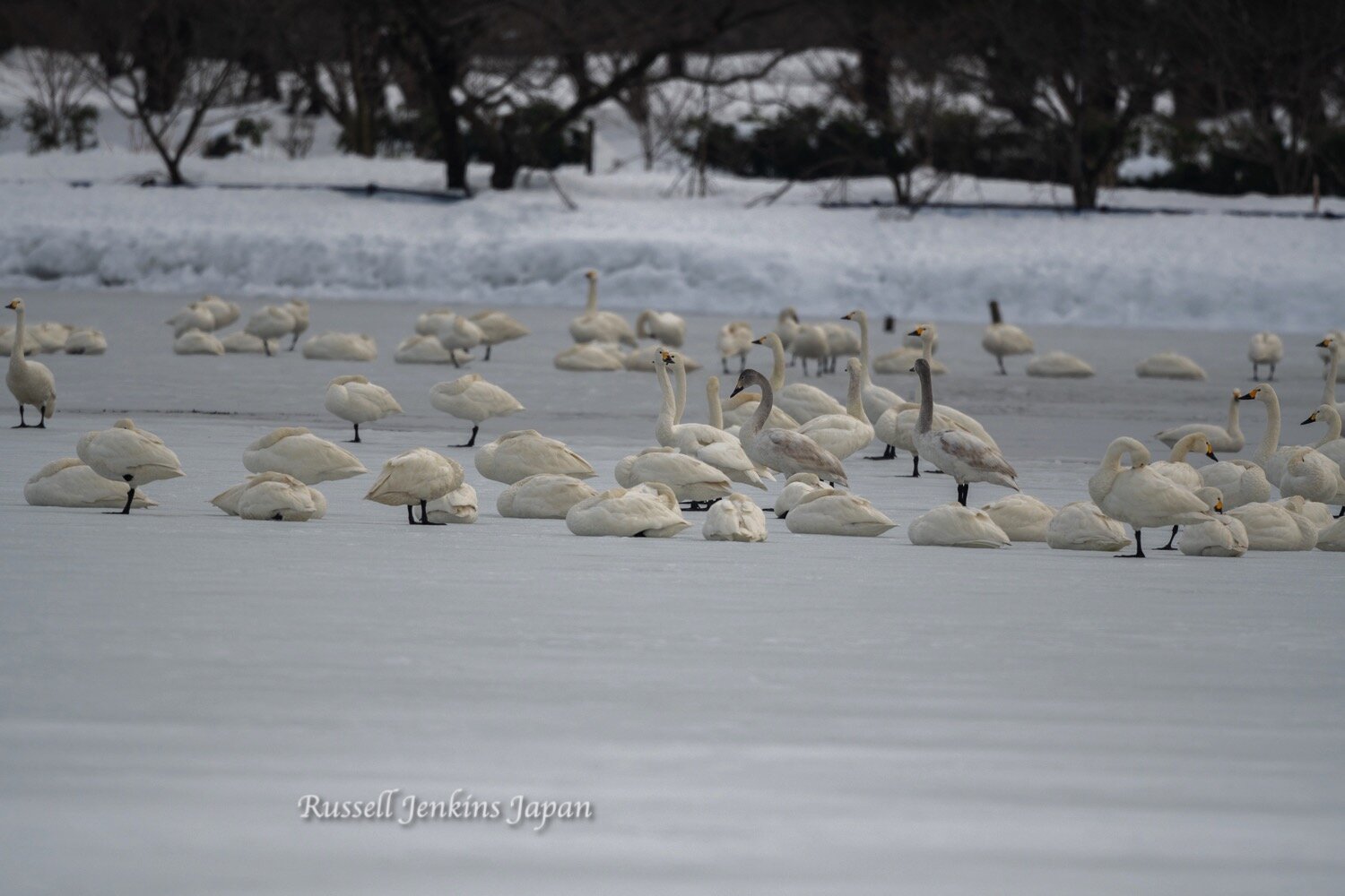 Swans on the frozen lake