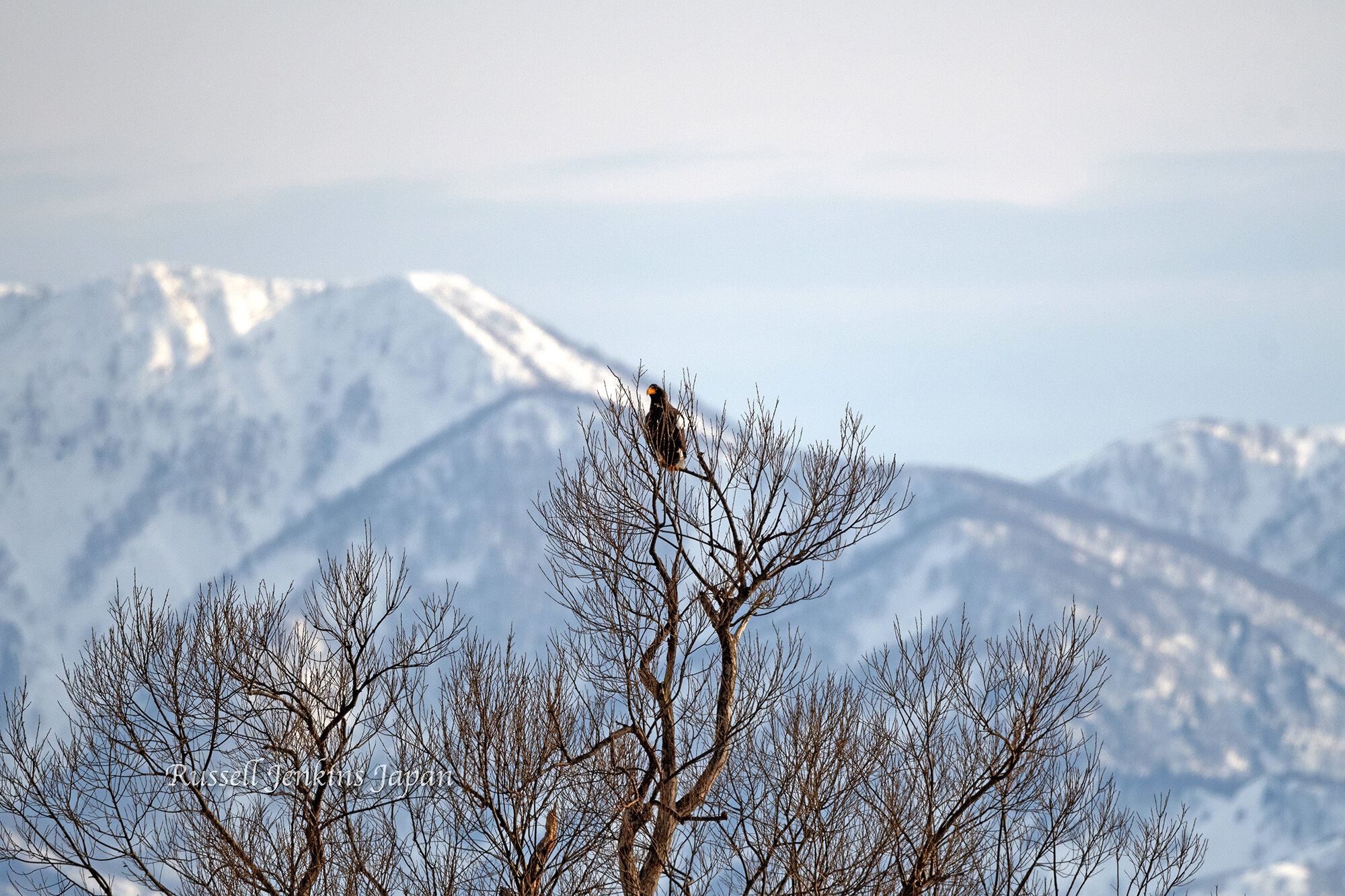 24 aSteller Sunday.jpg