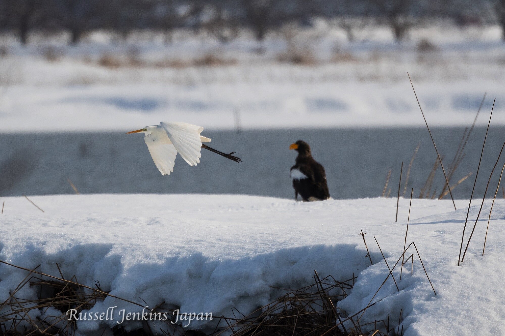 16 Steller Sunday.jpg