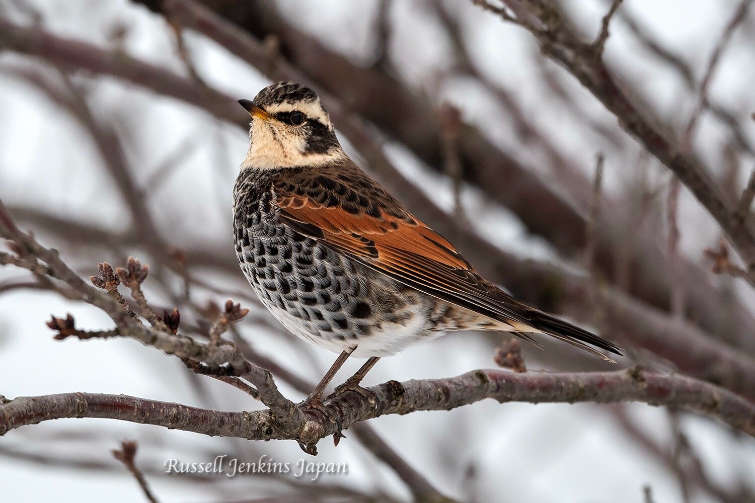 Male Dusky Thrush