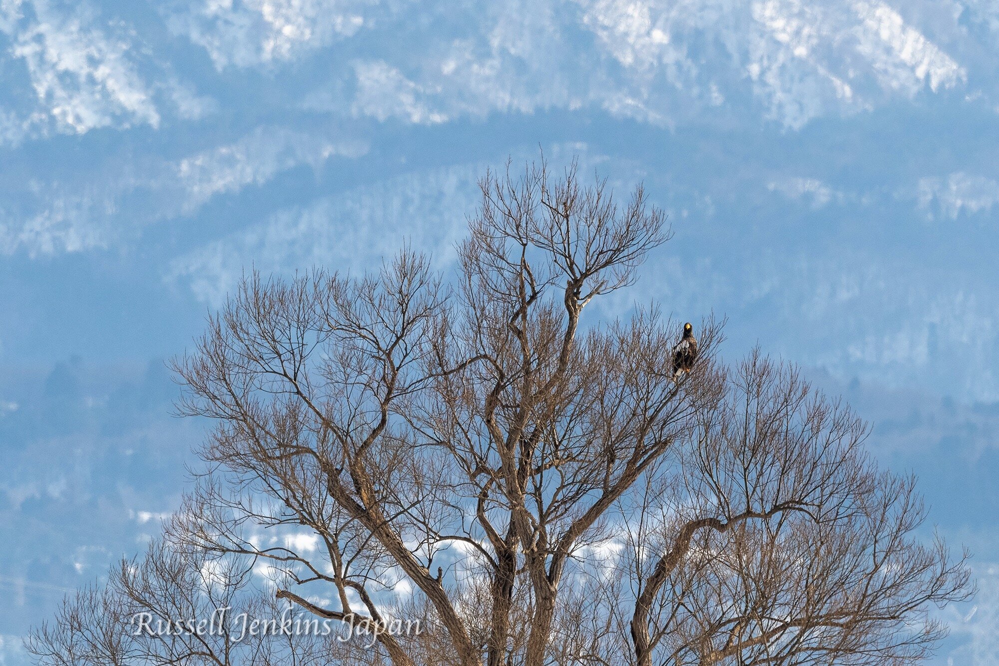 Steller’s Sea-eagle, Fukushimagata, Niigata, Japan, January 24, 2021.