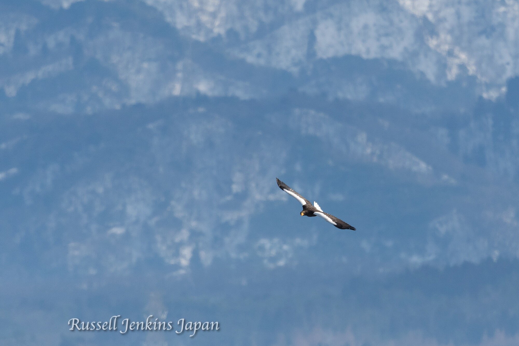 3 Steller Sunday.jpg