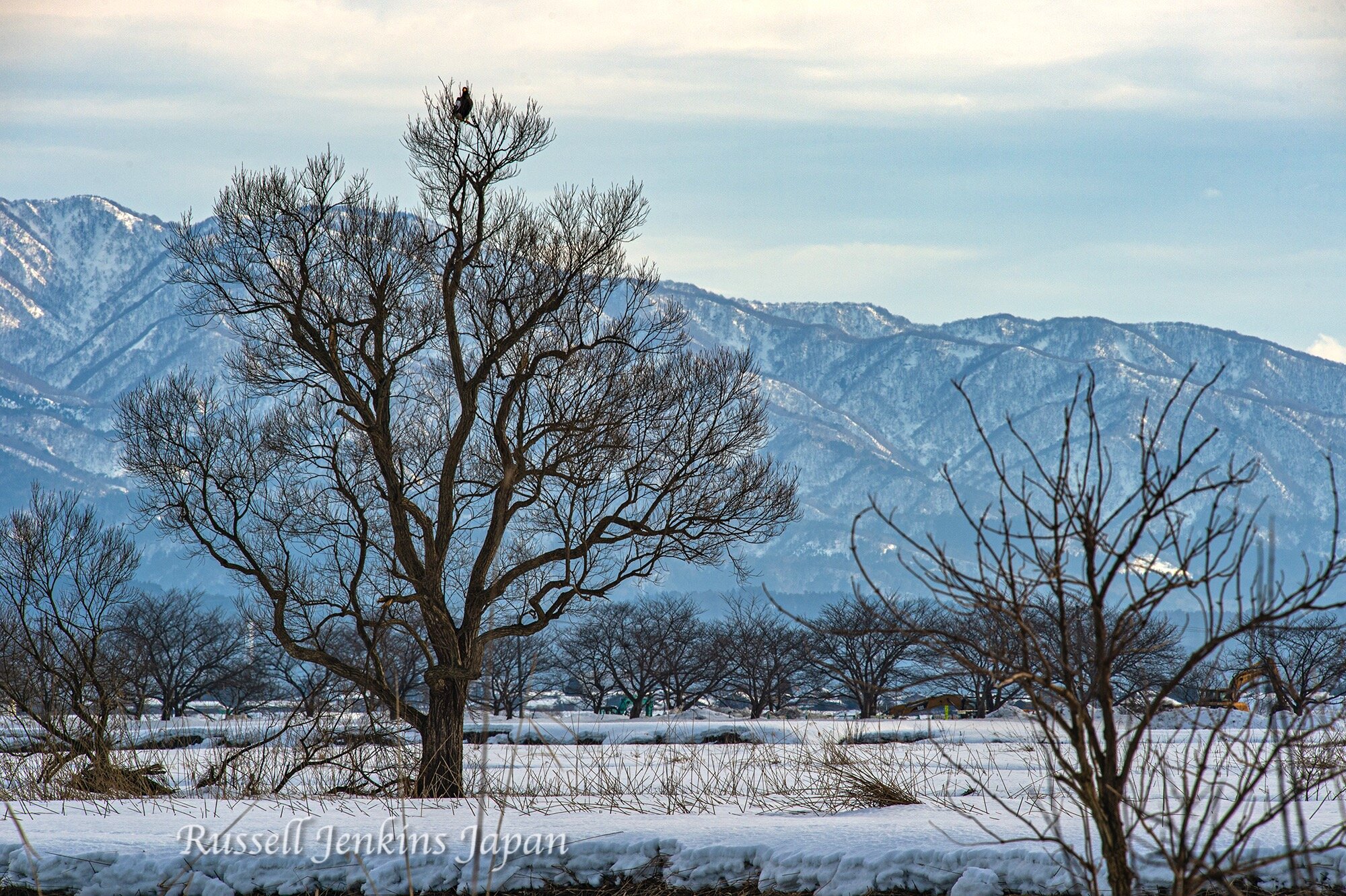 22 Steller Sunday.jpg