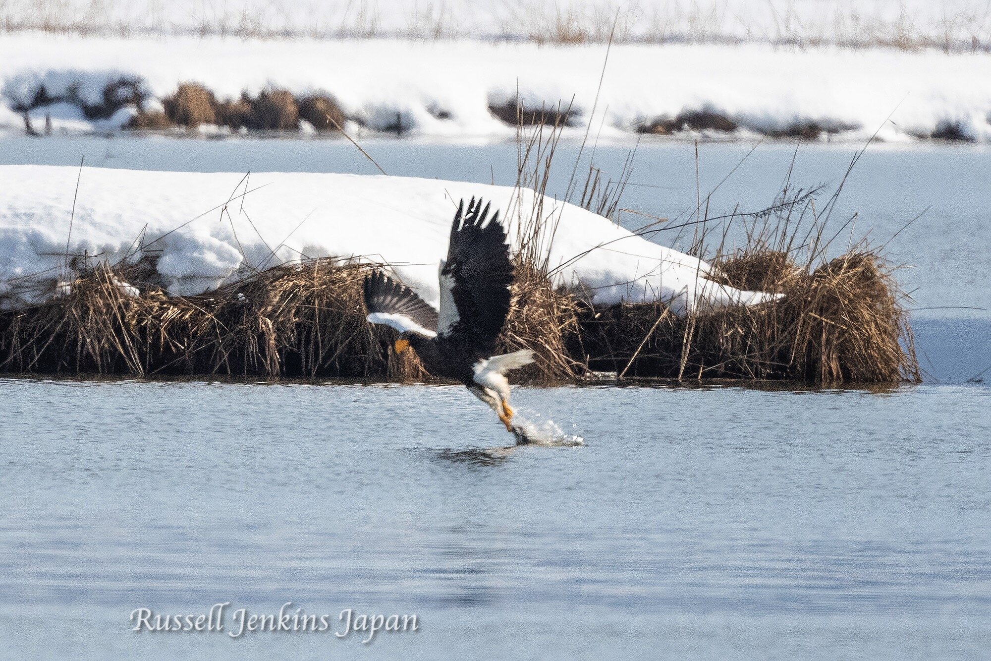 7 Steller Sunday.jpg