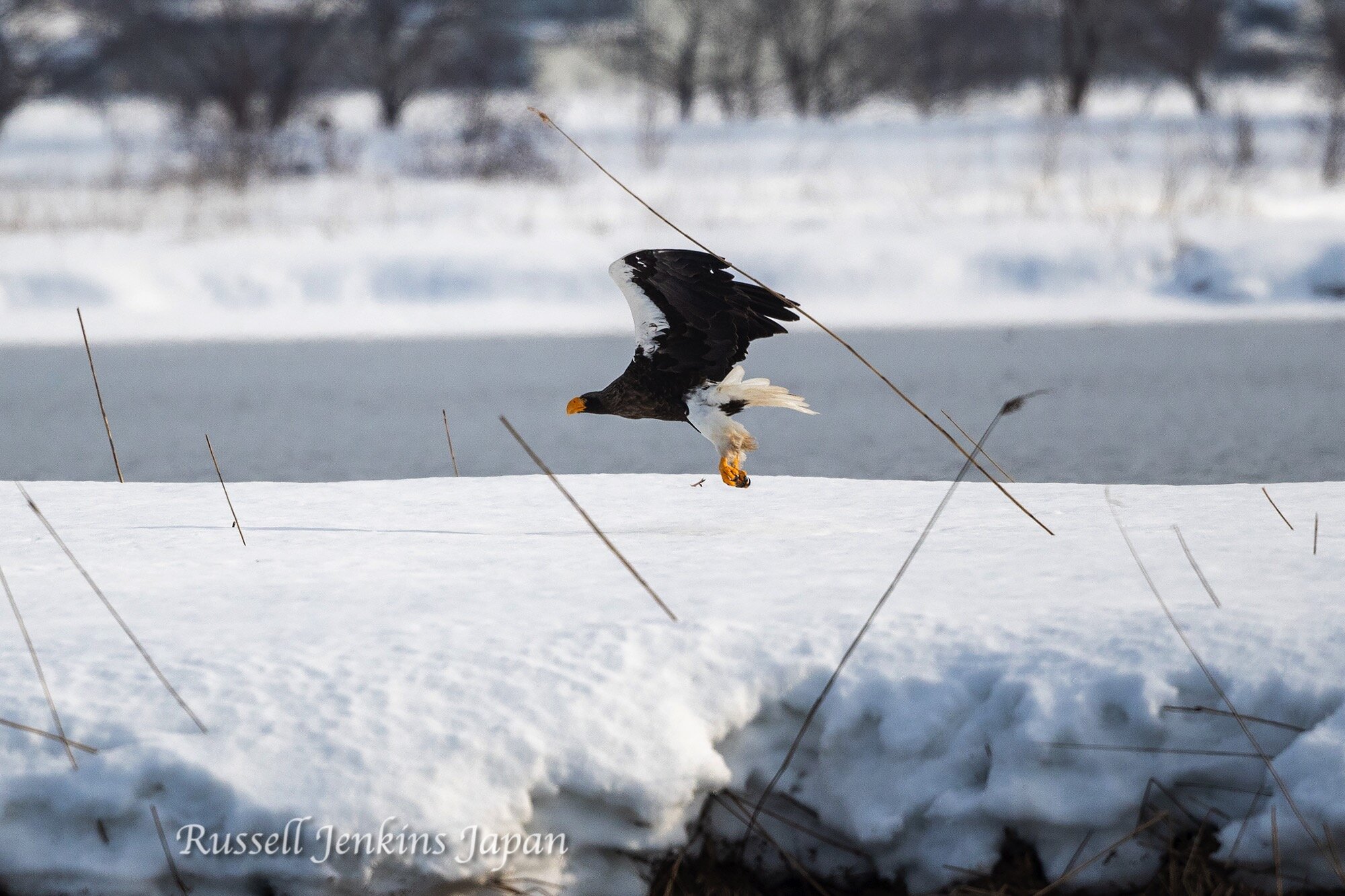 21 Steller Sunday.jpg