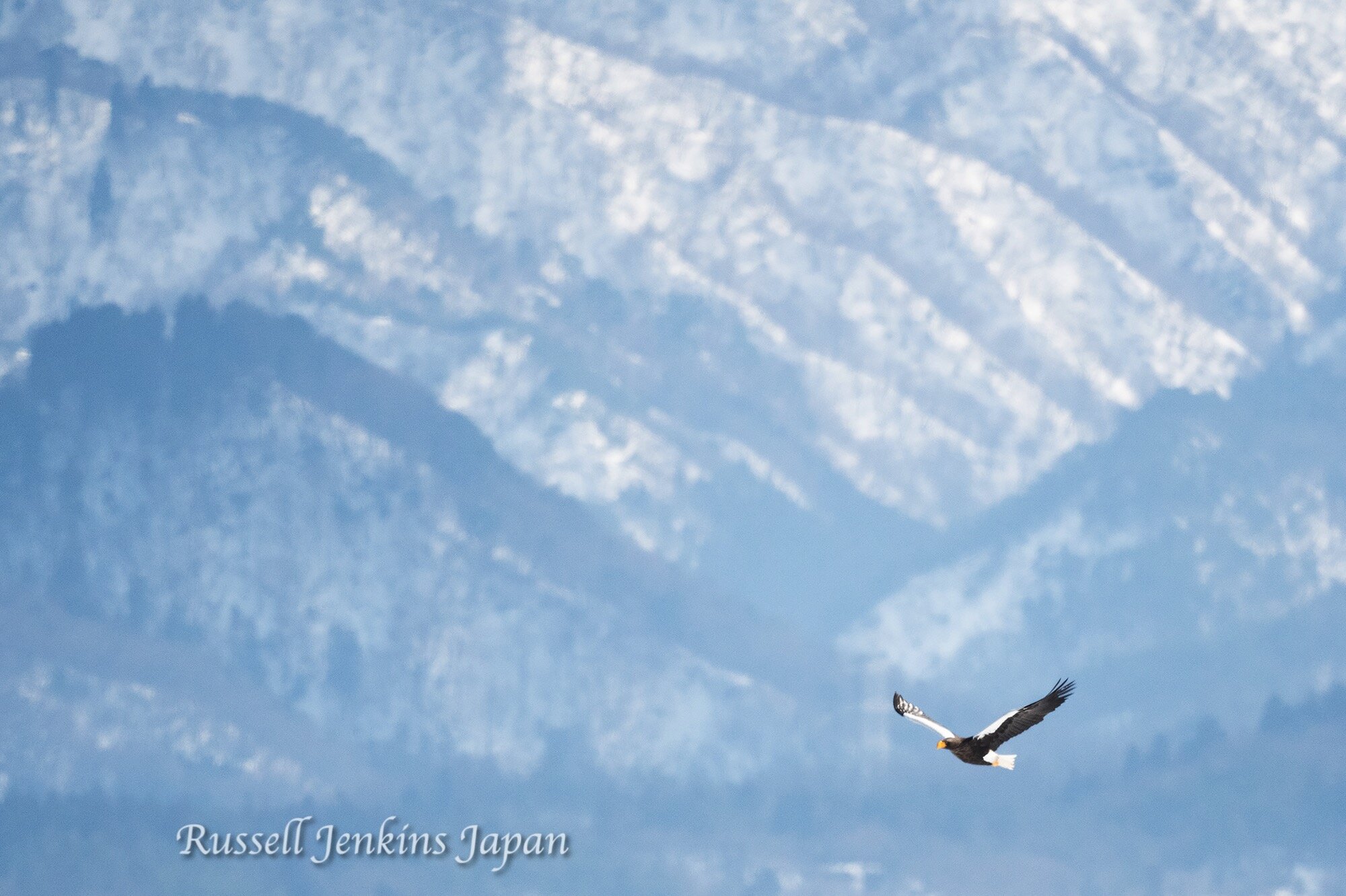 2 Steller Sunday.jpg