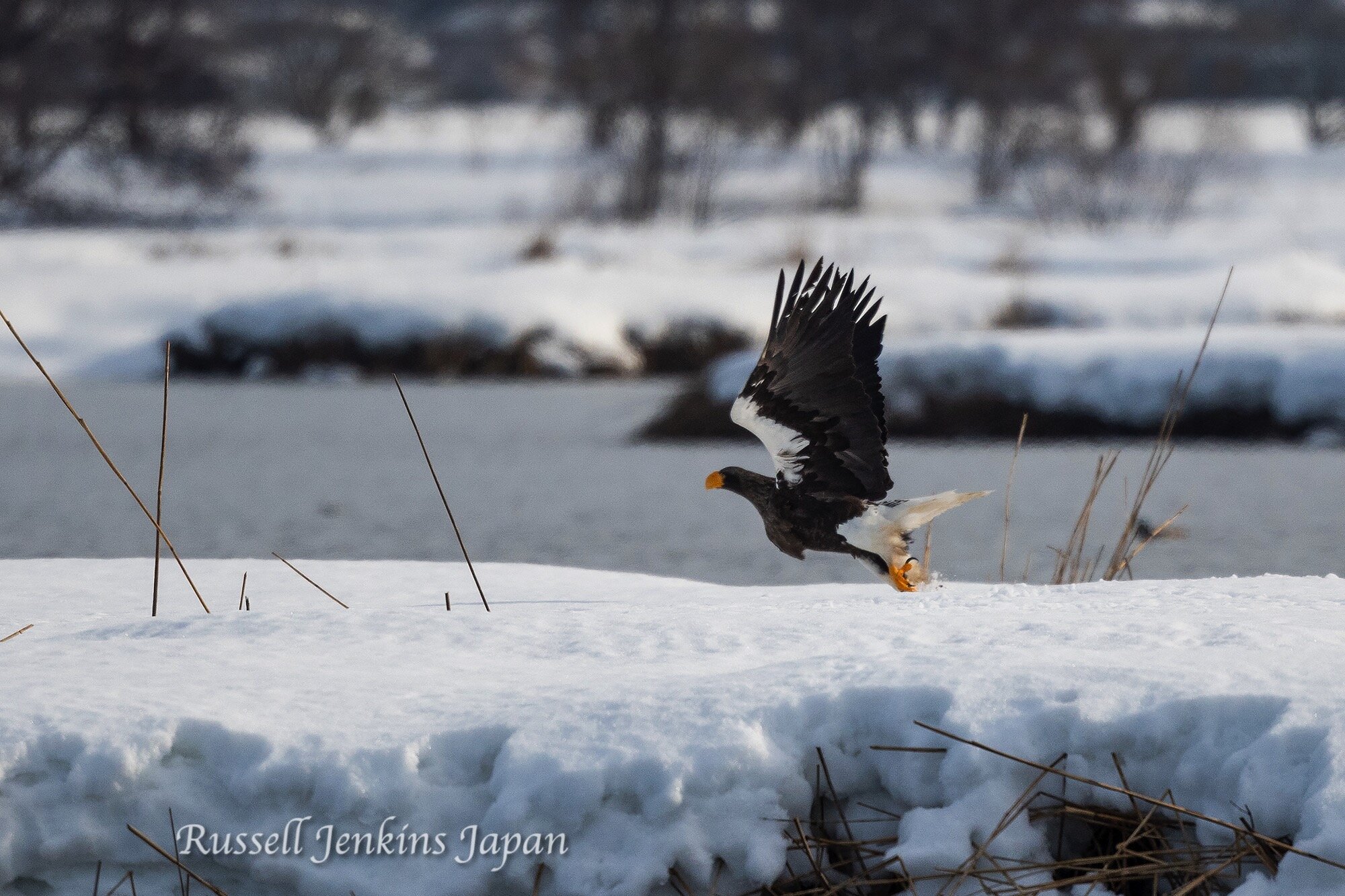 19 Steller Sunday.jpg