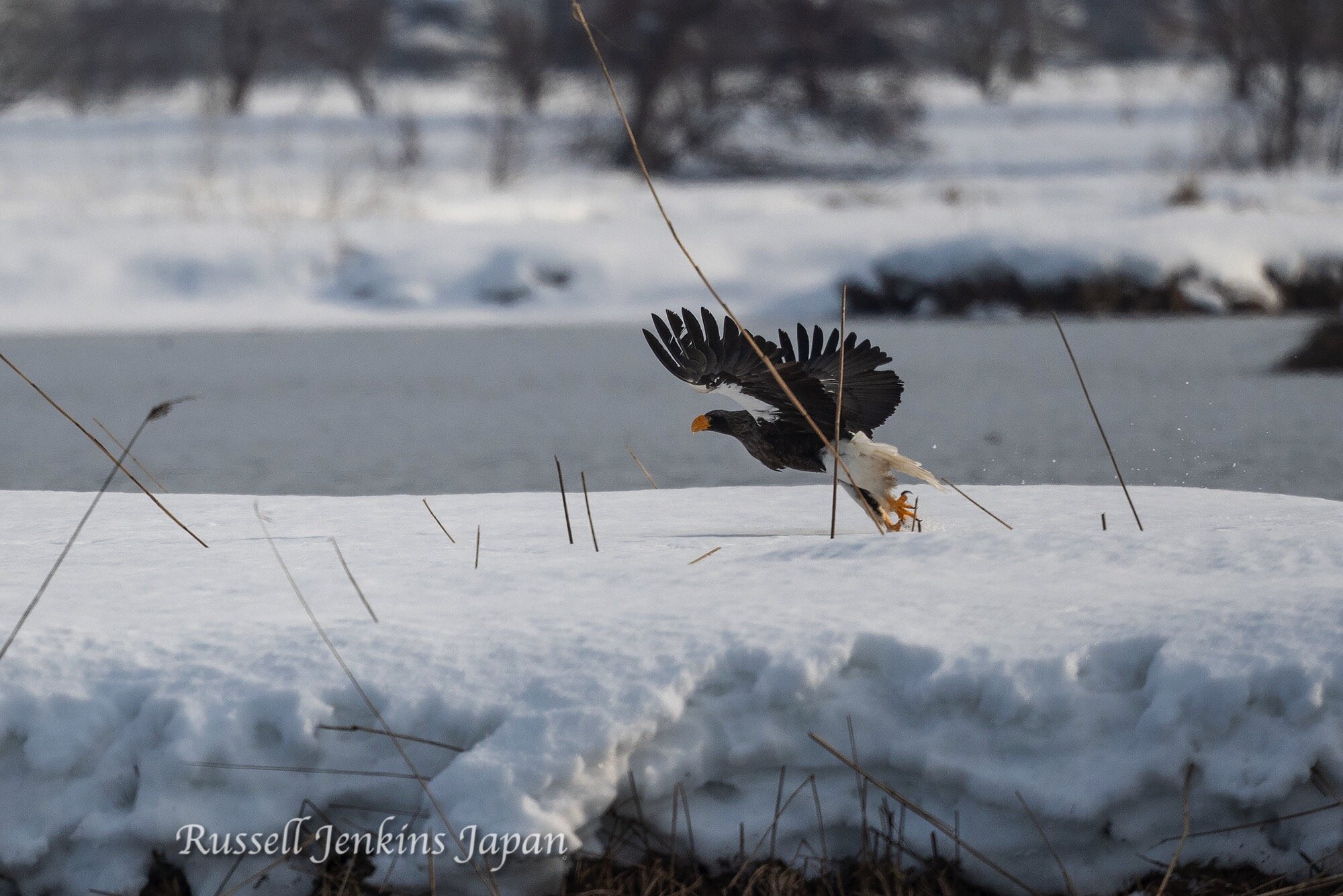 20 Steller Sunday.jpg