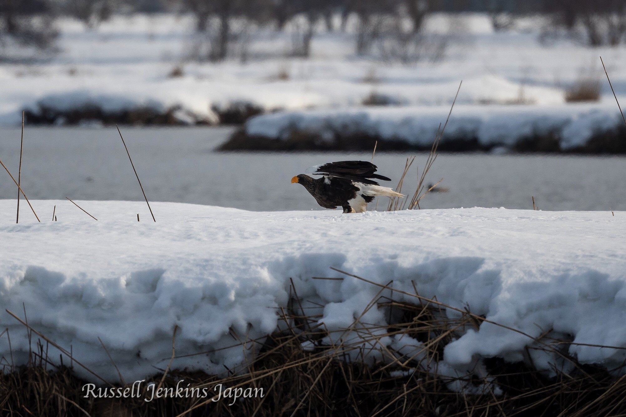 18 Steller Sunday.jpg