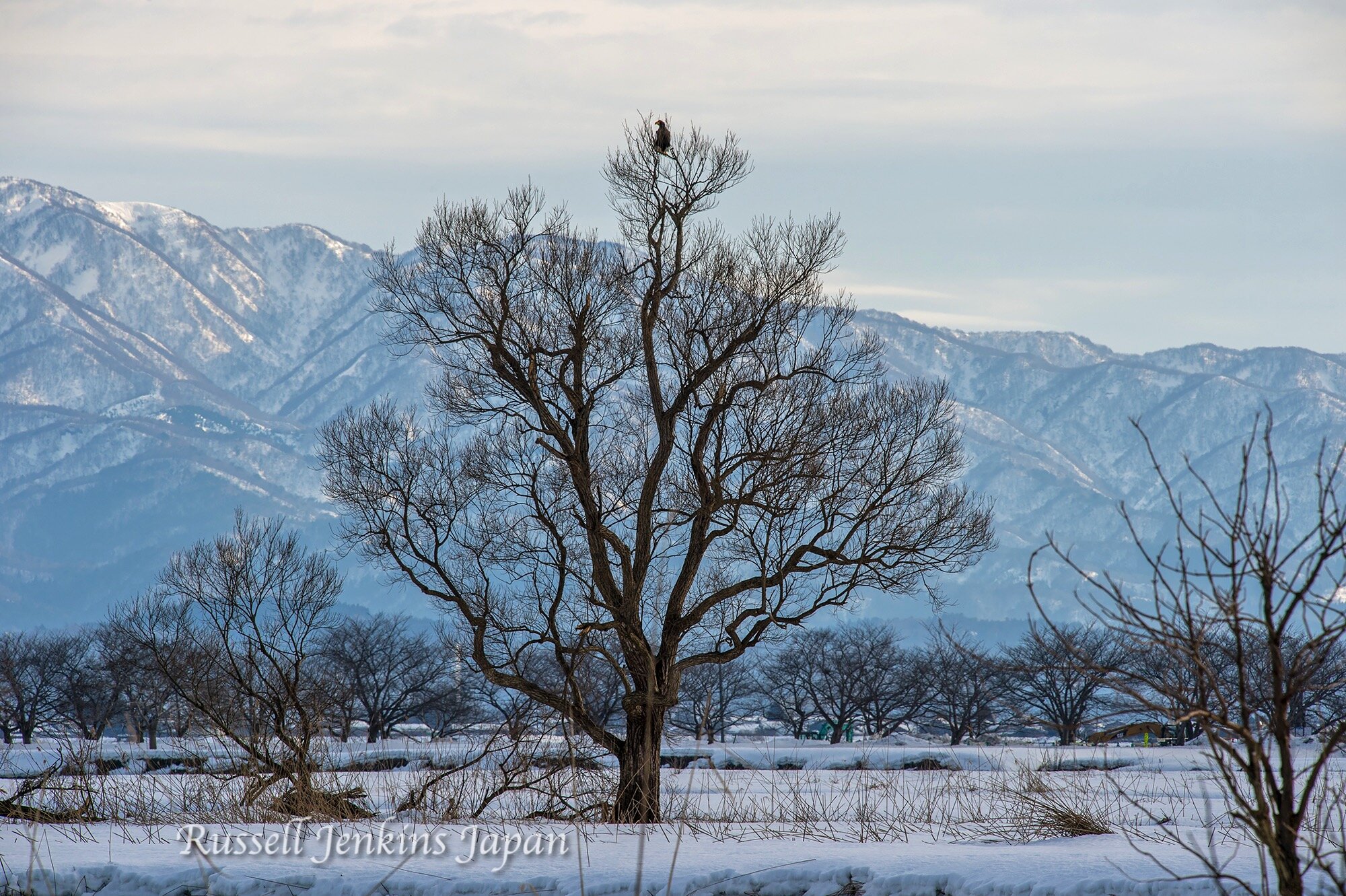 23 Steller Sunday.jpg