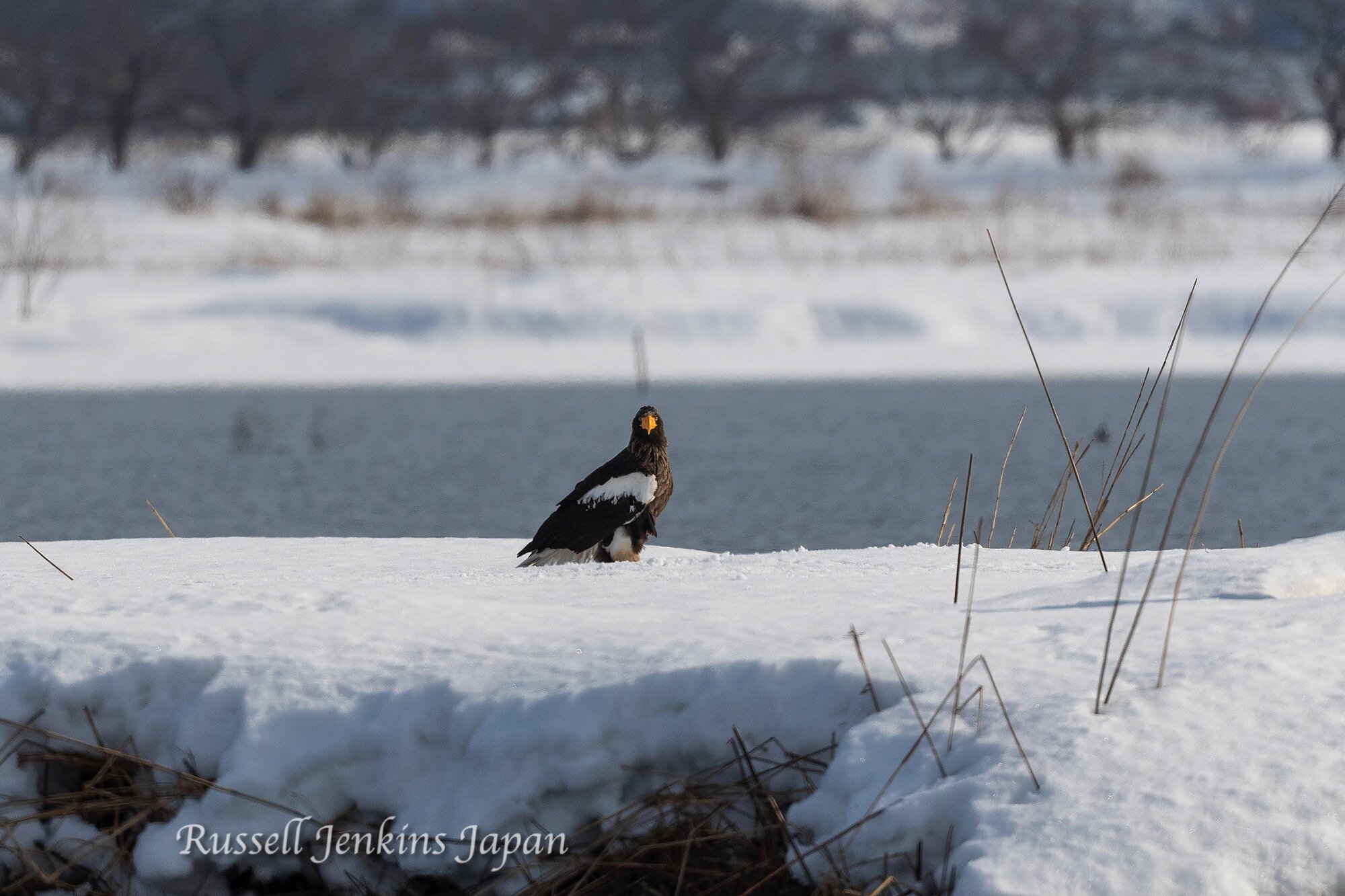 13 Steller Sunday.jpg