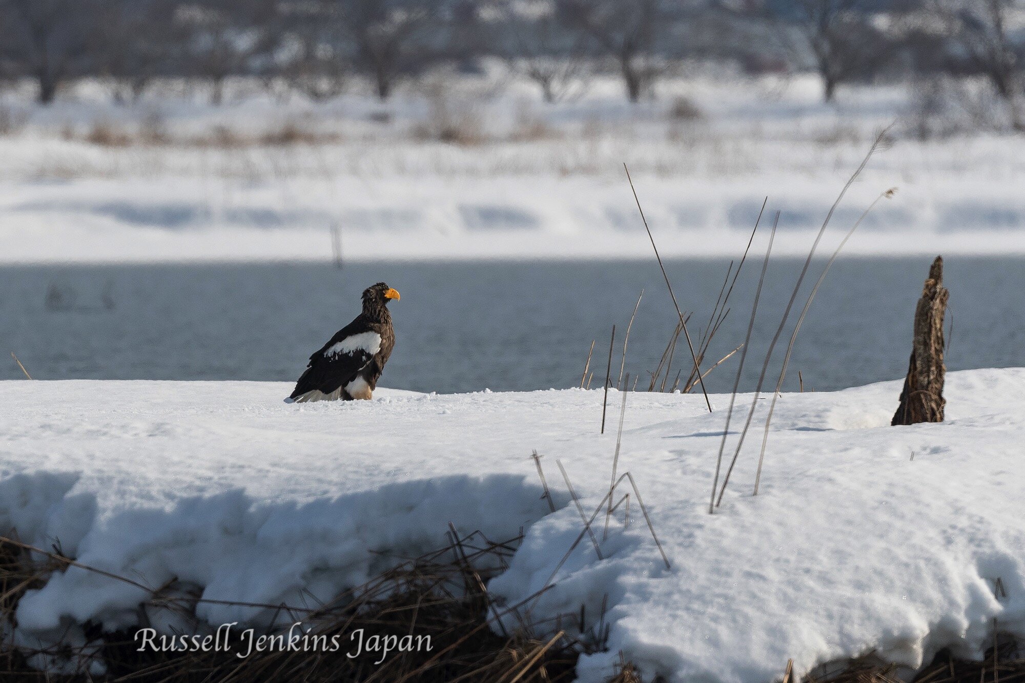 11 Steller Sunday.jpg