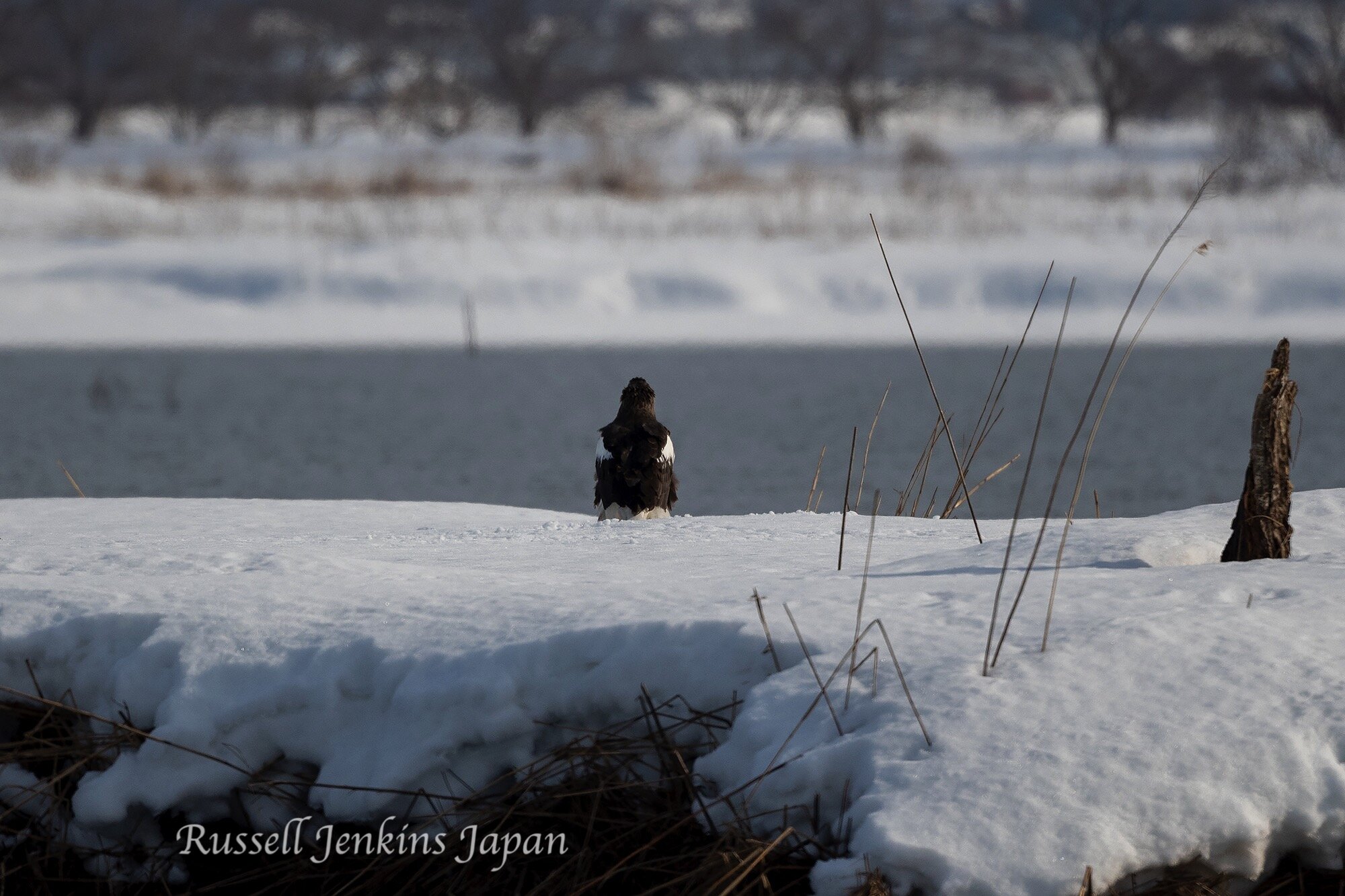 15 Steller Sunday.jpg