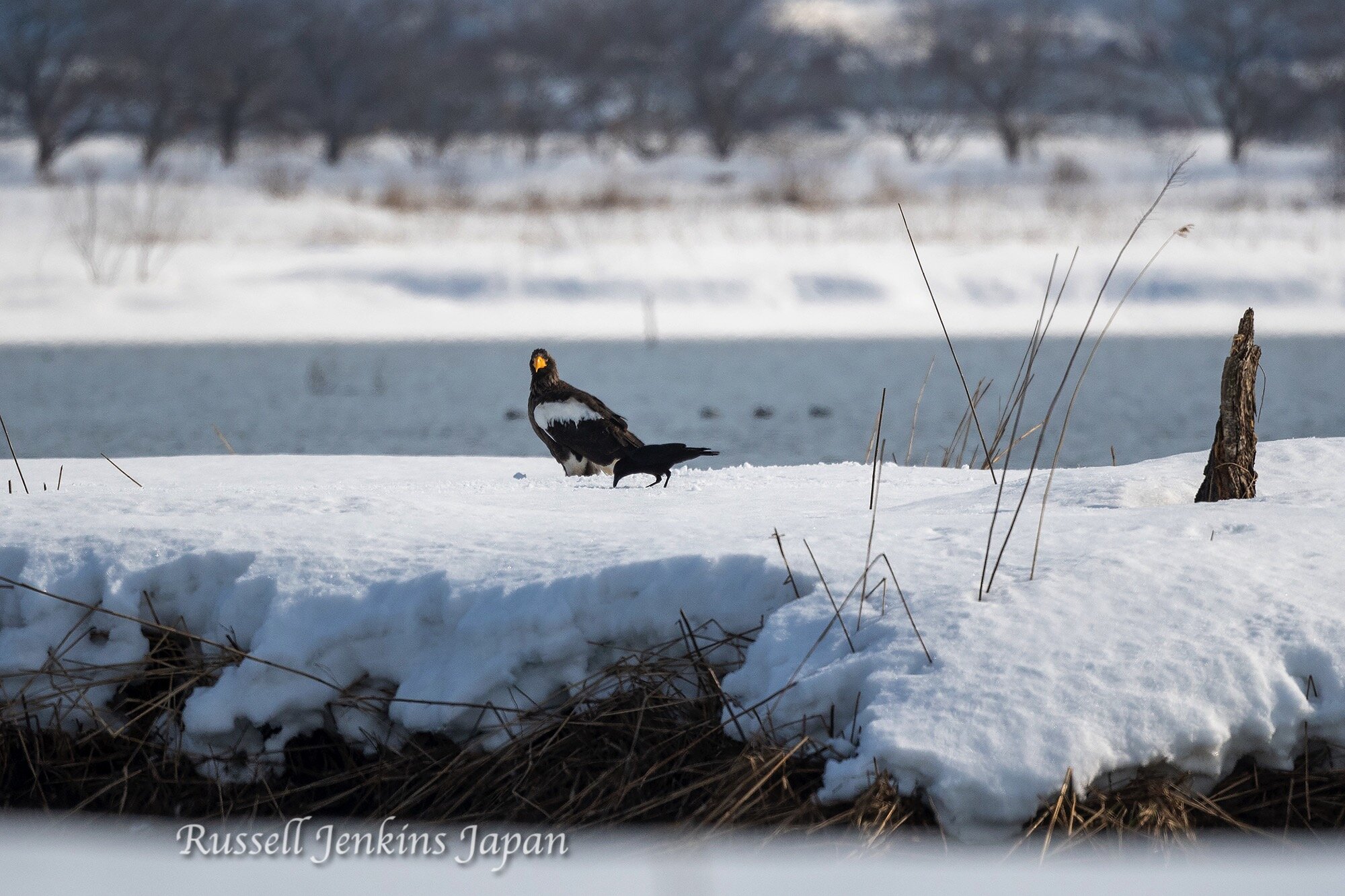 9 Steller Sunday.jpg