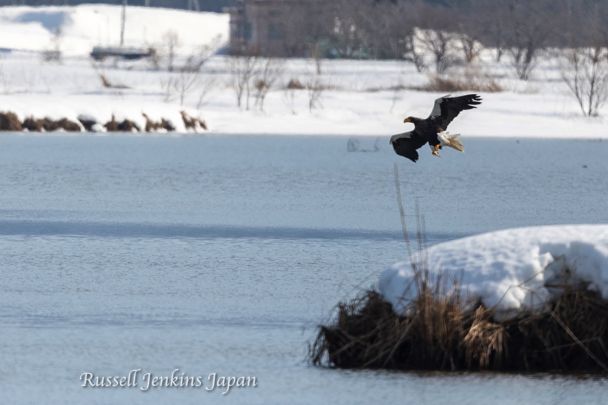 5 Steller Sunday.jpg