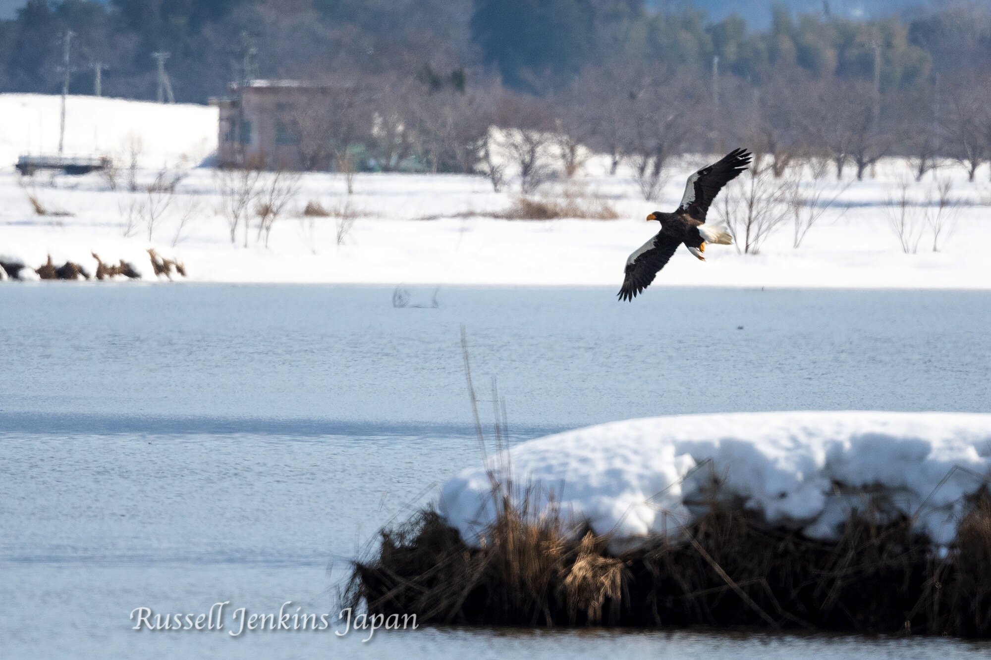 4 Steller Sunday.jpg