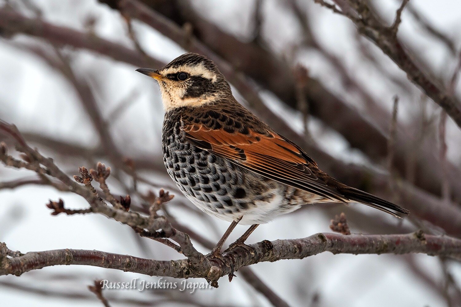 Male Dusky Thrush