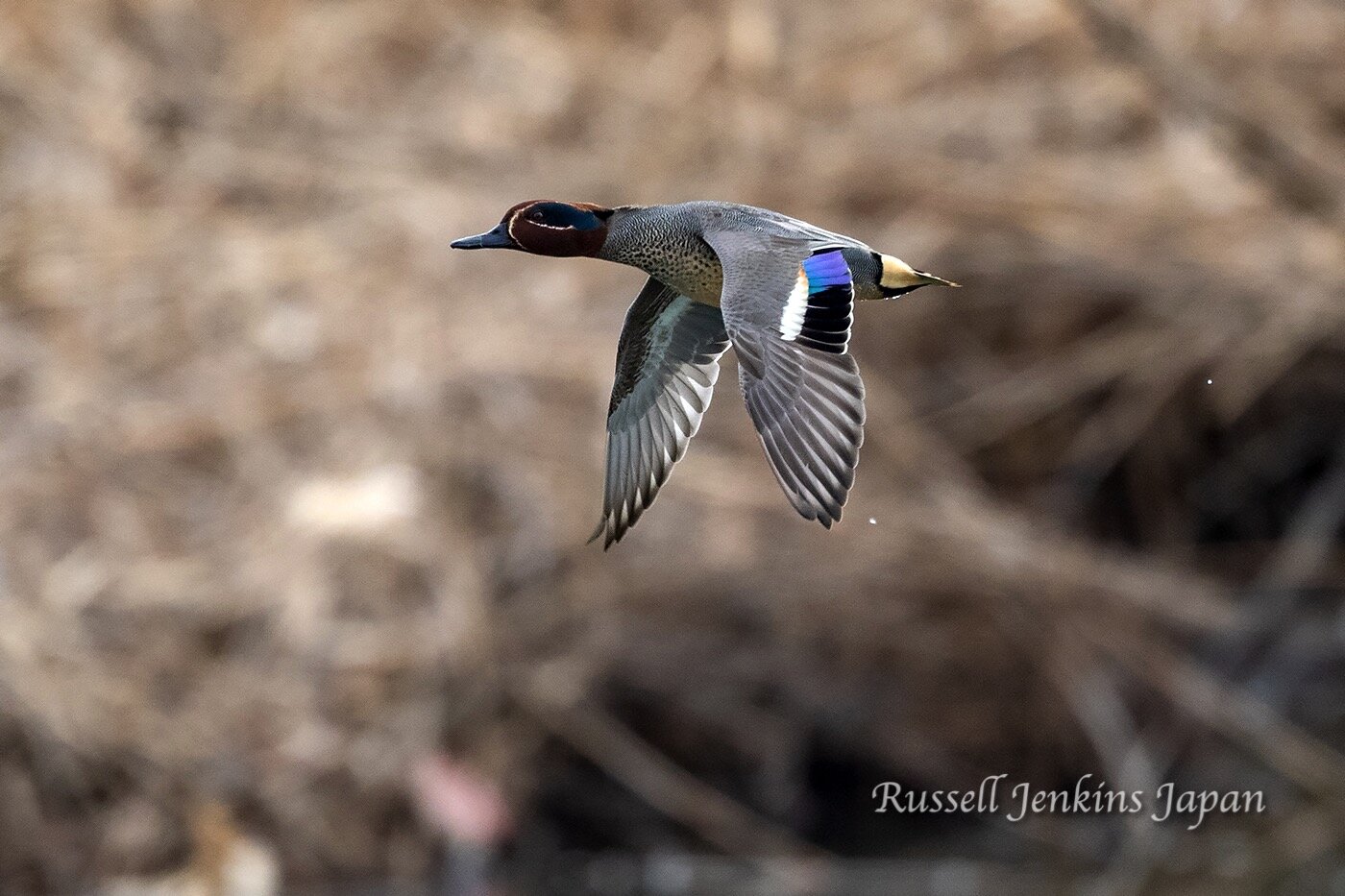 Eurasian Teal