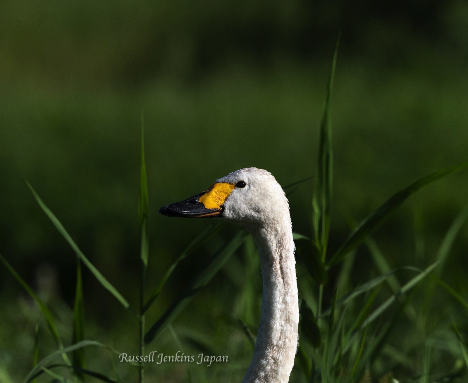 Bewick's swan at Hyoko, September 2021
