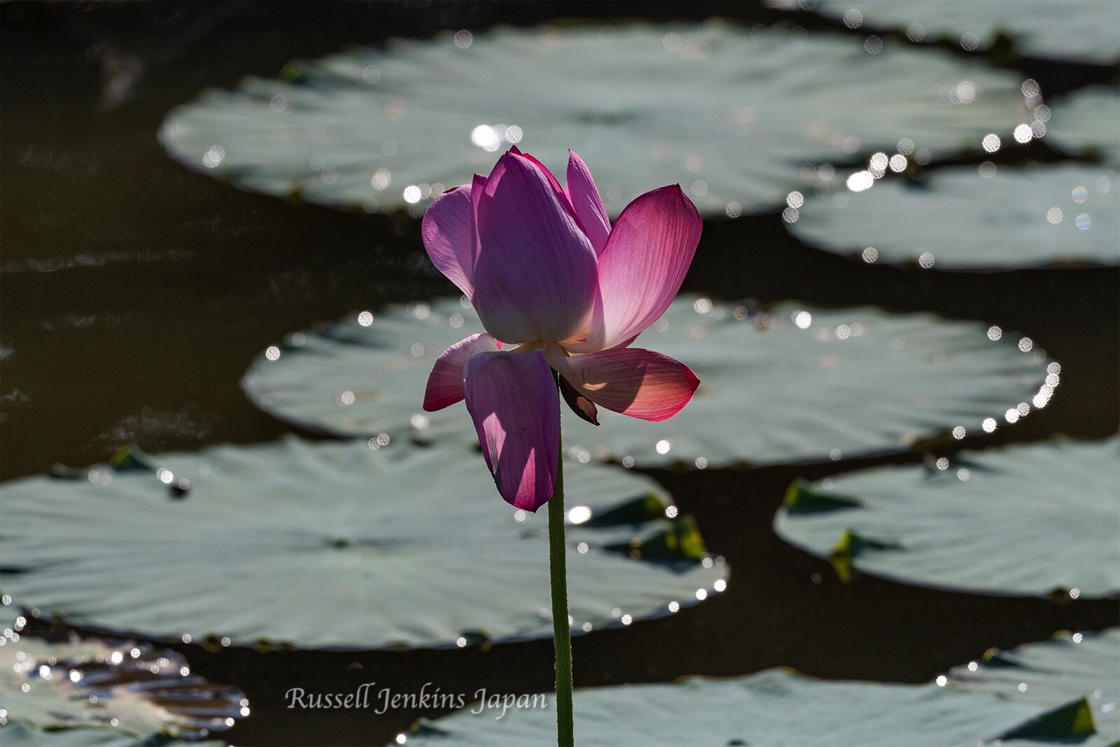 Lily in the lake
