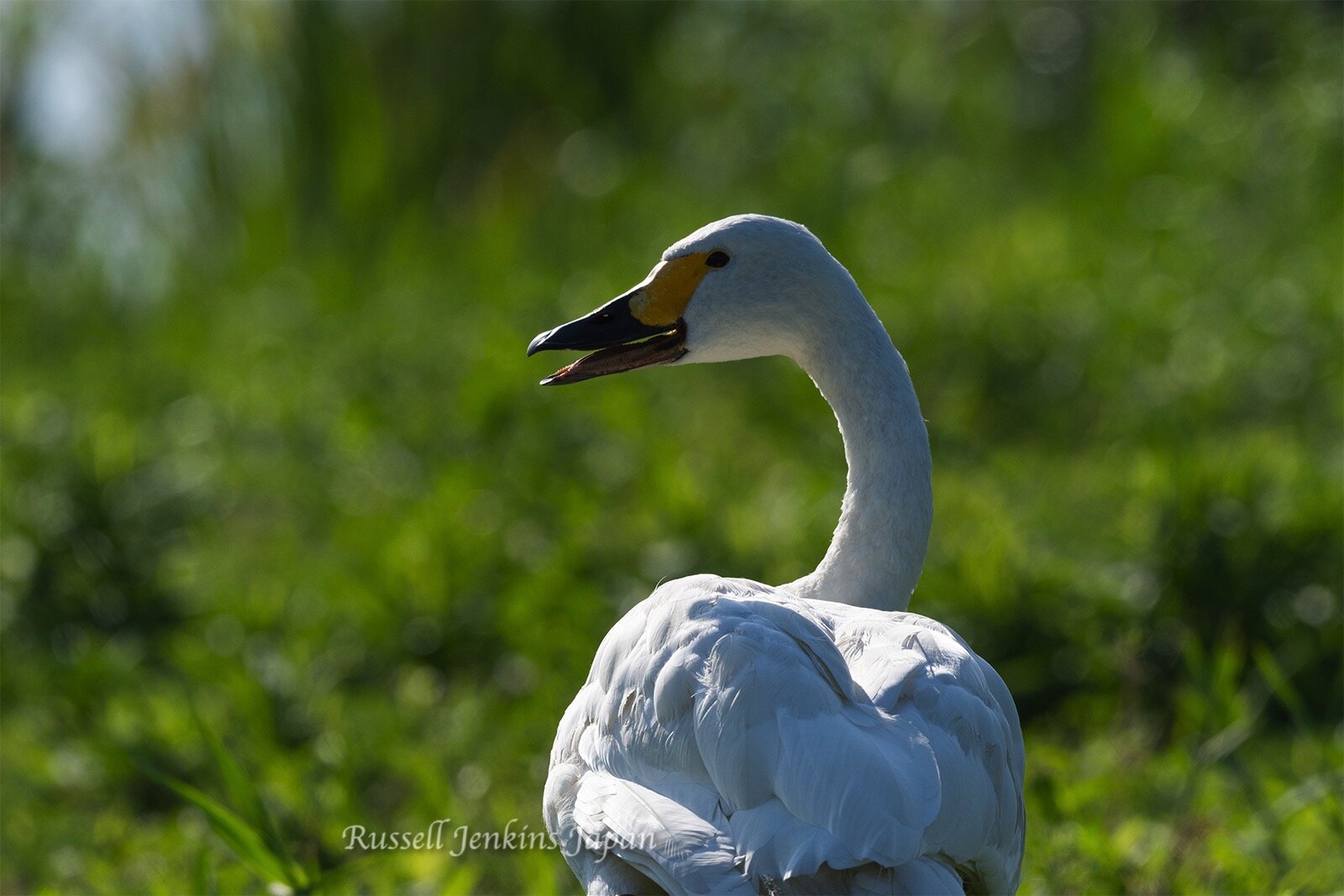 Tundra Swan, Bewick’s Swan