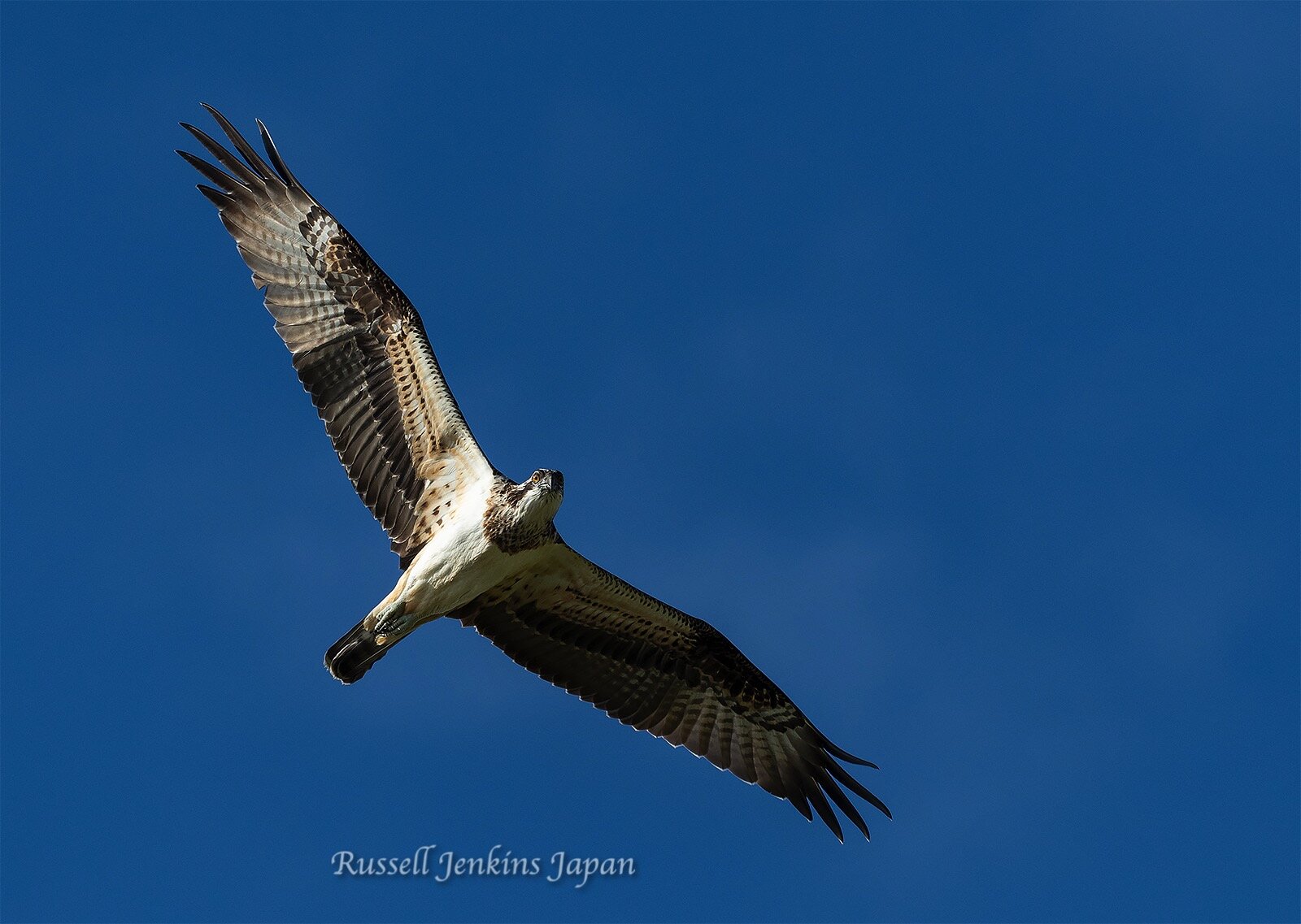 Western Osprey at Hyoko, Niigata, Japan last Sunday