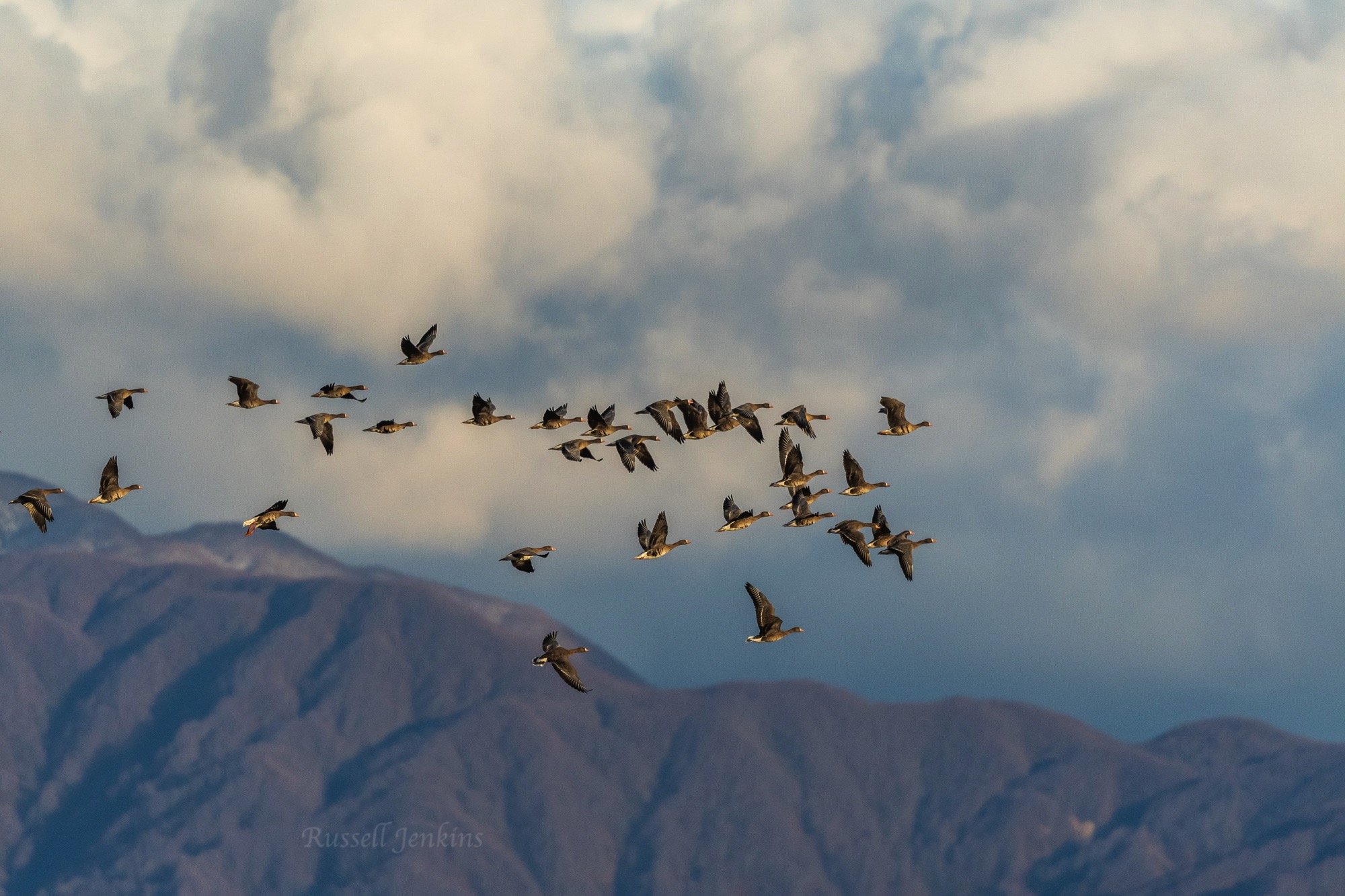 Greater White-fronted Geese