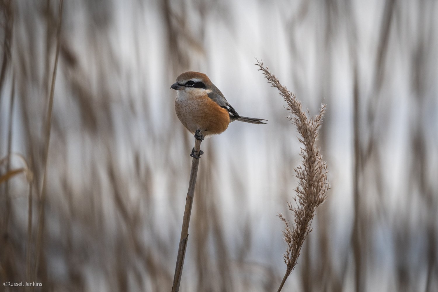 Bull-headed Shrike