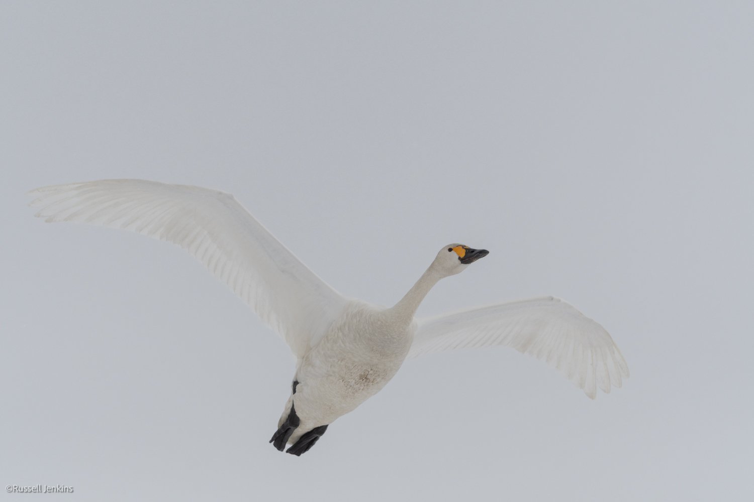 Bewick's Swan