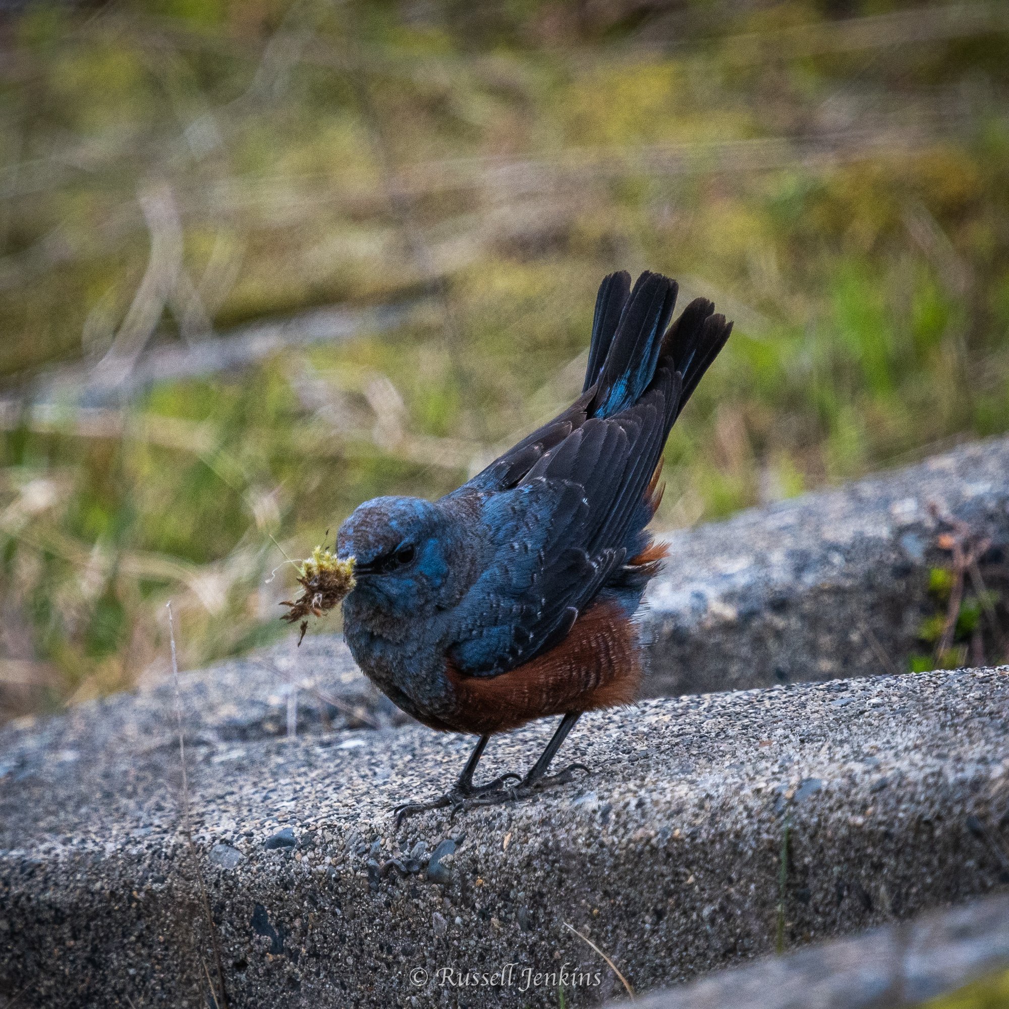 Eastern Blue Rock Thrush