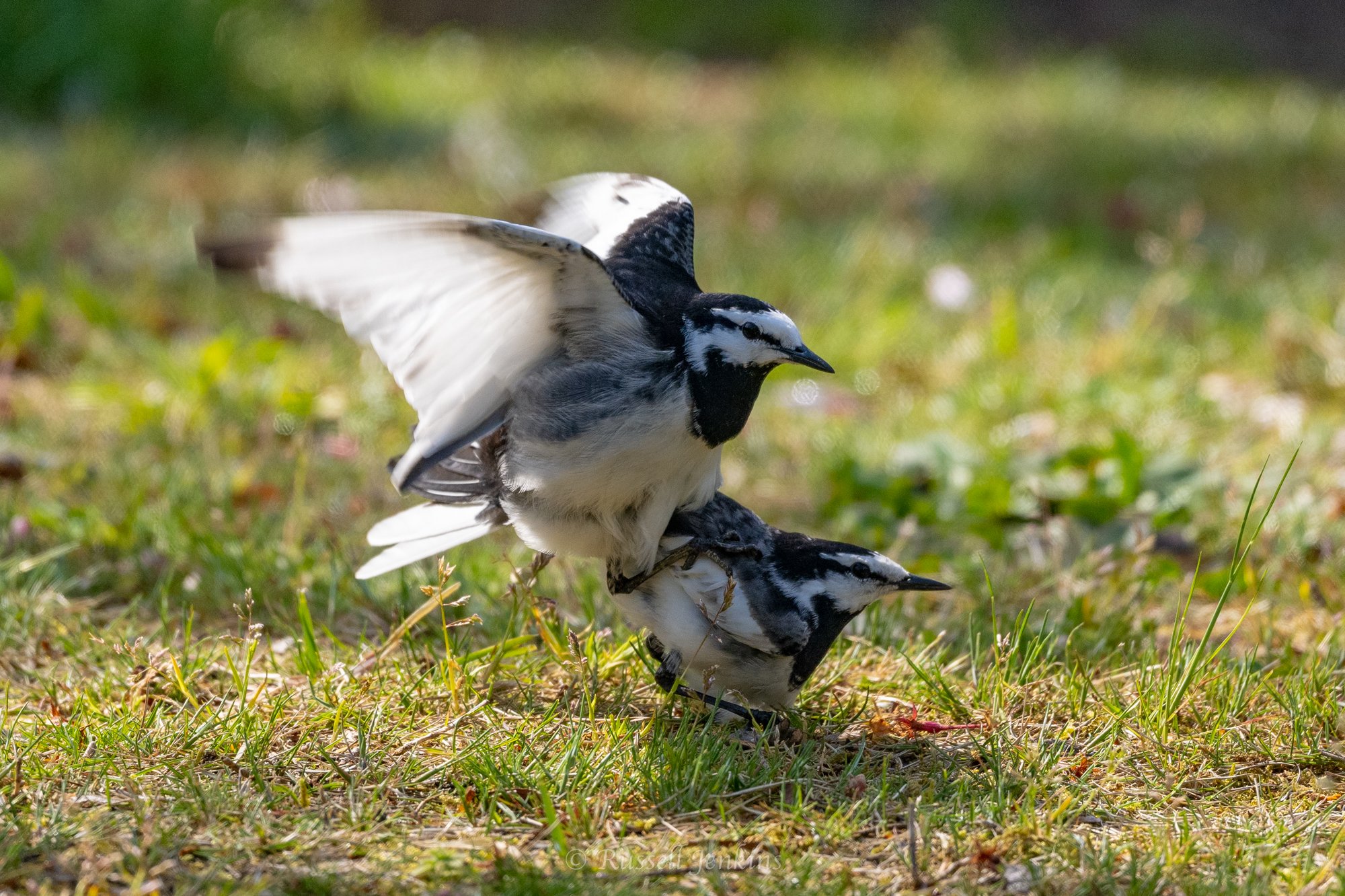birds-baths-0275.jpg