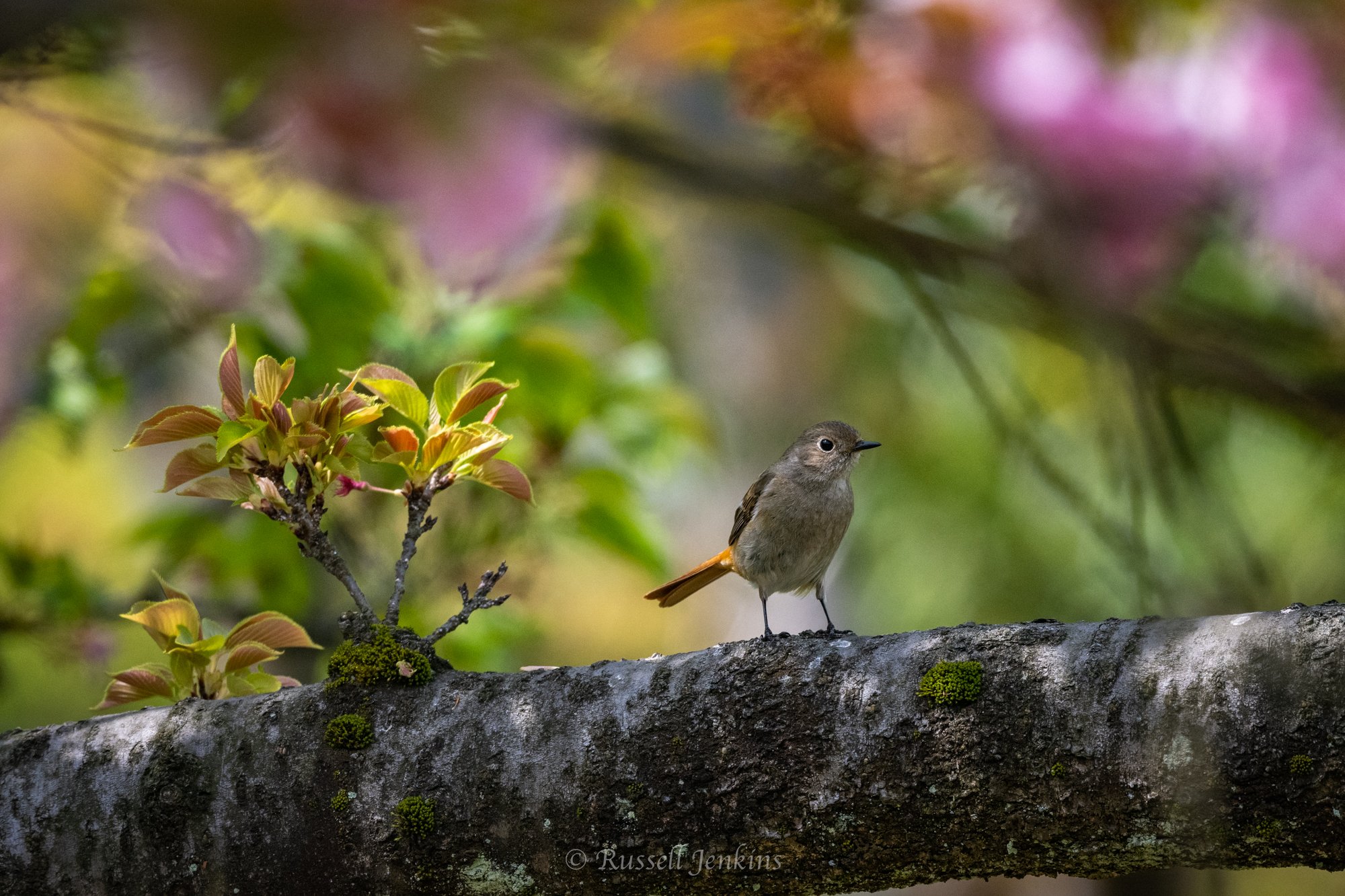 birds-baths-0555.jpg