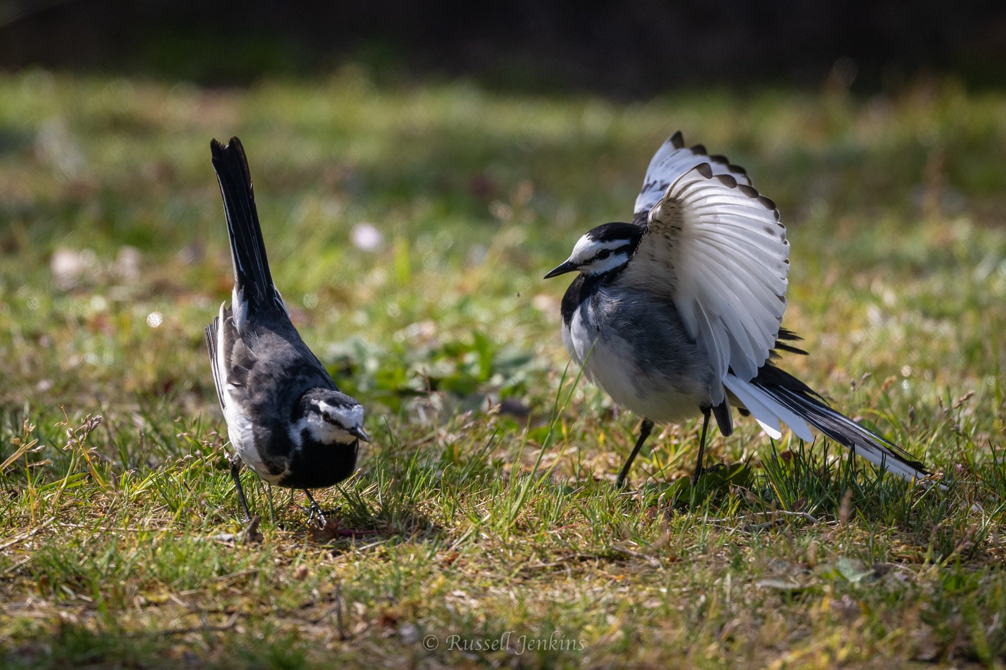 Black-backed Wagtails 