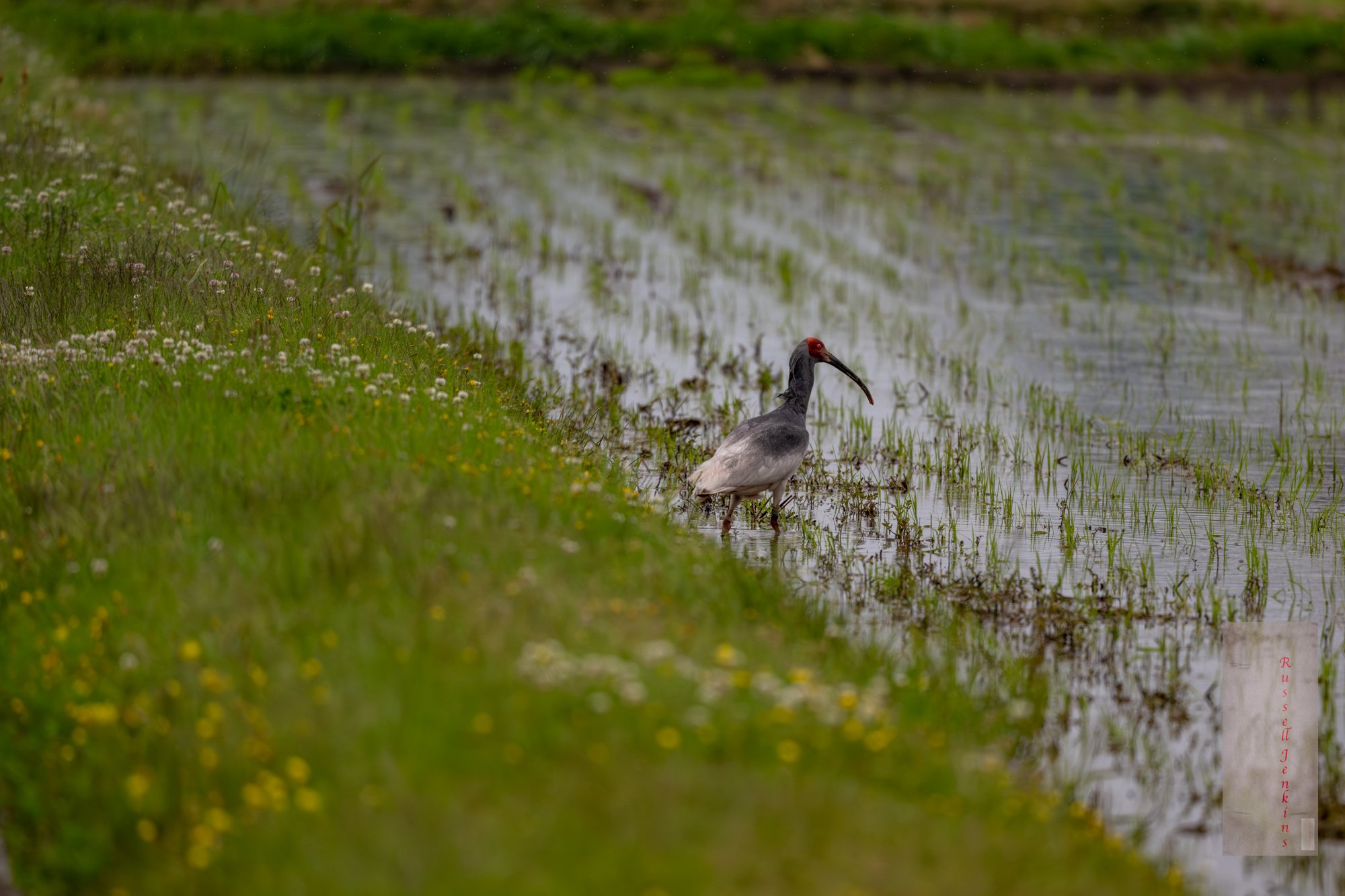 Crested Ibis