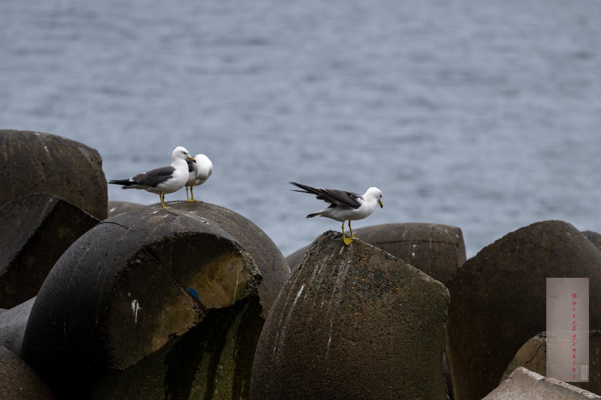 Black-tailed Gulls