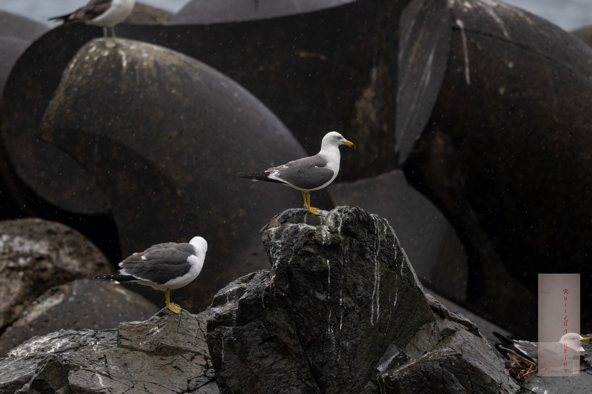 Black-tailed Gulls