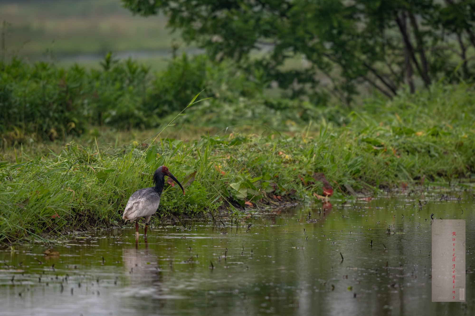Crested Ibis