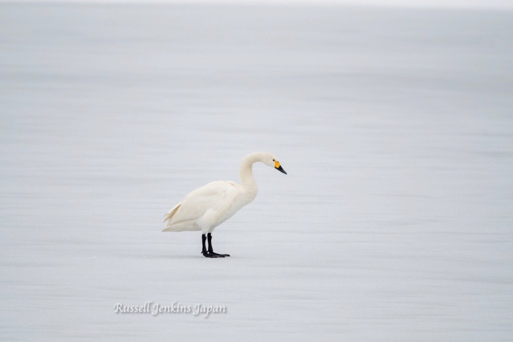 The Frozen Lake&nbsp;2