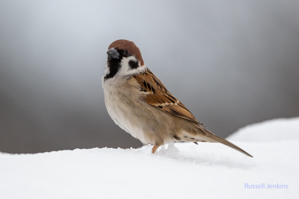 Sparrows in Snow