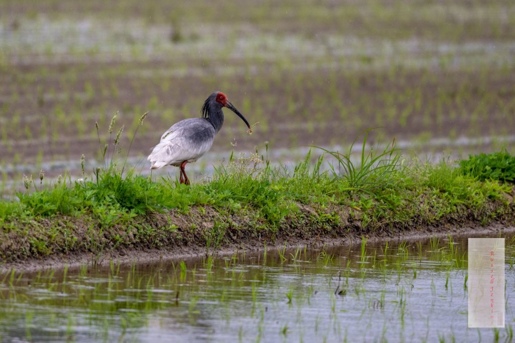 A Special Day on&nbsp;Sado-jima.