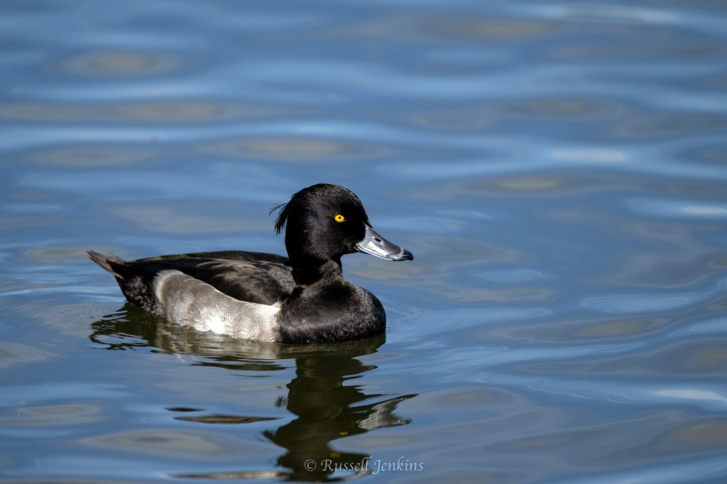 Tufted Duck