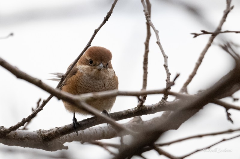 Bull-headed Shrike at Toyanogata, Niigata.